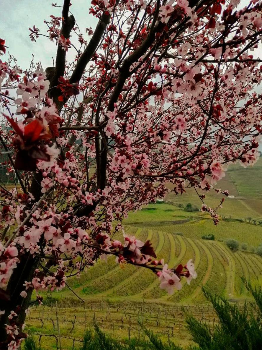 Вилла Quinta De Baixo Vila Marim Экстерьер фото