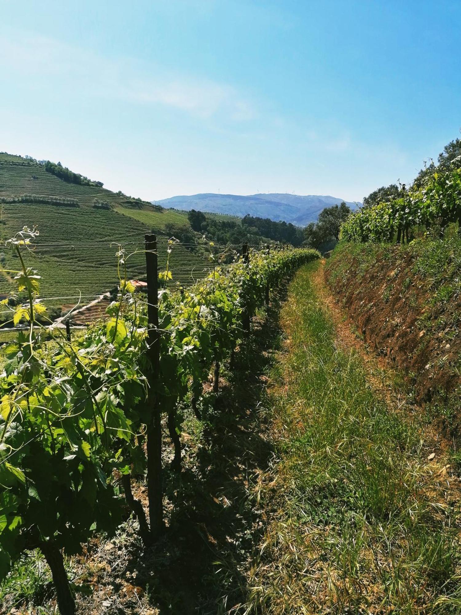 Вилла Quinta De Baixo Vila Marim Экстерьер фото